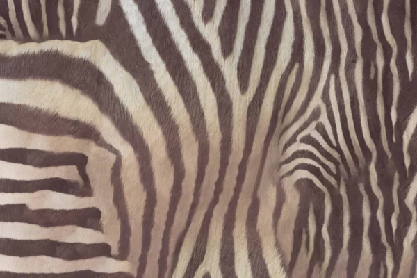 zebra skin texture abstract background