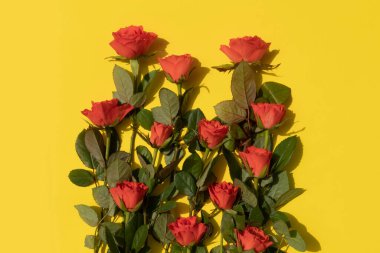 Sarı arka planda bir demet mercan gülü