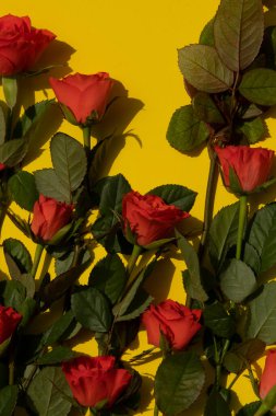 Sarı arka planda gölgesi olan mercan gülleri.