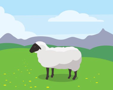 sheep in the field, vector illustration