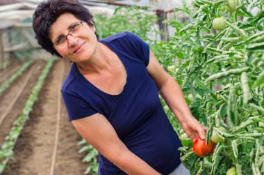 Kadın onun bahçesinden domates toplama