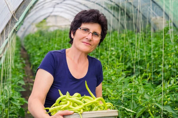 녹색 고추 양동이 들고 그녀의 정원에서 일 하는 여자 — 스톡 사진