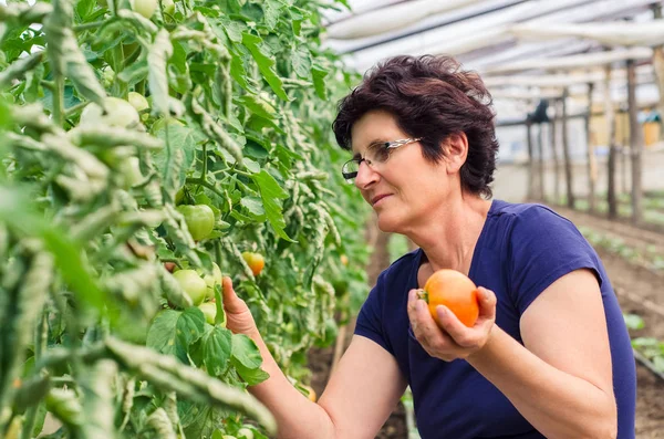 Женщина собирает помидоры из своего сада — стоковое фото