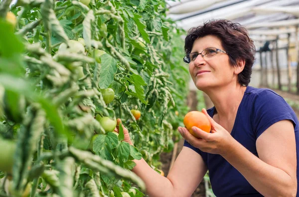 Žena sběr rajčat ze zahrádky — Stock fotografie