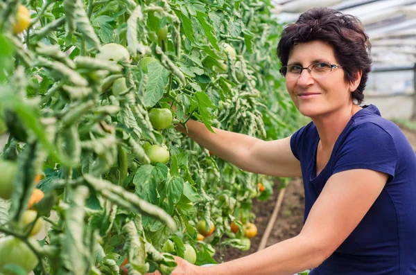 Donna raccogliendo pomodori dal suo giardino — Foto Stock