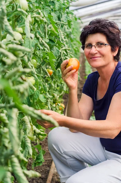 Mujer recogiendo tomates de su jardín —  Fotos de Stock