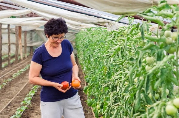 Mujer recogiendo tomates de su jardín — Foto de Stock