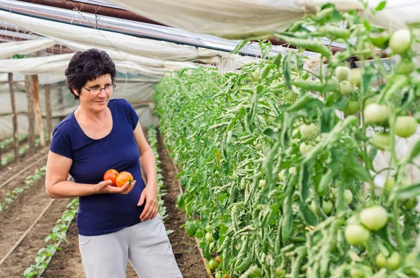 Kadın onun domates Bahçe kontrol — Stok fotoğraf