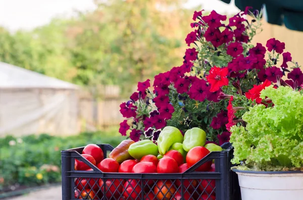 Bloemen en bio groenten — Stockfoto