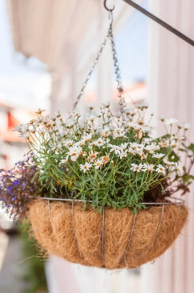 Panela Flores Pendurada Entrada Uma Casa Madeira Estilo Decoração Escandinavo — Fotografia de Stock