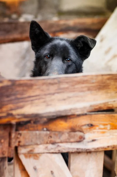 üzgün evi-köpek sahibini bekliyor