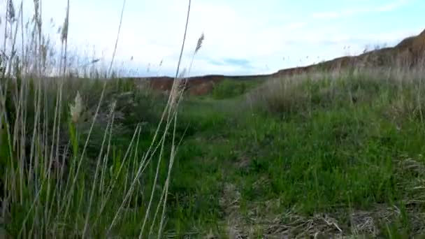 Coche Hierba Verde Una Cantera Arcilla Vida Silvestre — Vídeo de stock