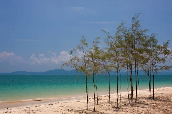 Piccolo pino sulla spiaggia — Foto Stock