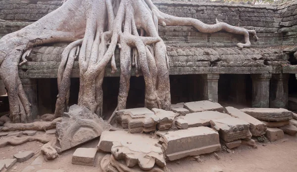 Templo de Ta prohm —  Fotos de Stock