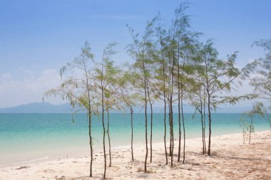 Sahilde küçük çam