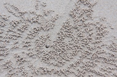 Küçük Yengeç evi