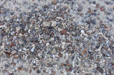  Kırık mercan ve sahilde küçük kaya.