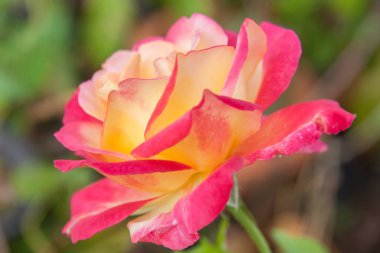 Pembe gül yakın çekim .