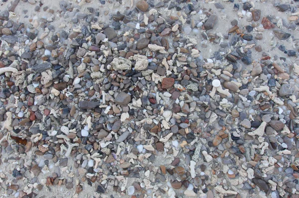  Kırık mercan ve sahilde küçük kaya.