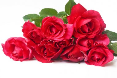 Beyaz arkaplanda kırmızı gül.