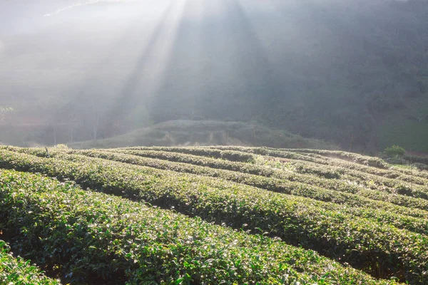 Çay plantasyon içinde sabah
