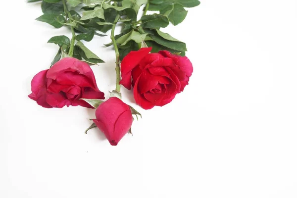 Красная роза на белом фоне. — стоковое фото