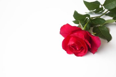 Beyaz arkaplanda kırmızı gül.