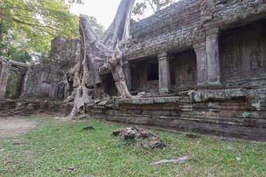 Büyük kökleri üzerinde tapınağın içinde Pra Khan, Siem Reap, Kamboçya