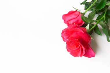 kırmızı gül beyaz arkaplanda izole.