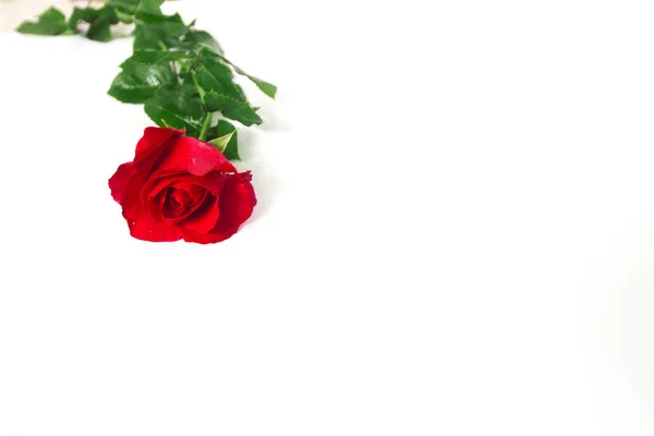 Red rose isolated on white background. — Stock Photo, Image