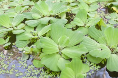 Sivrisinek fern veya su eğreltiotu .