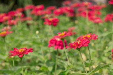 Bahçedeki güzel Gerbera çiçeği.