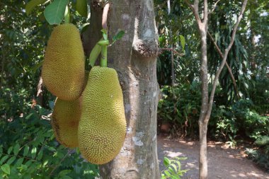 Jack meyve ağacı üzerinde .