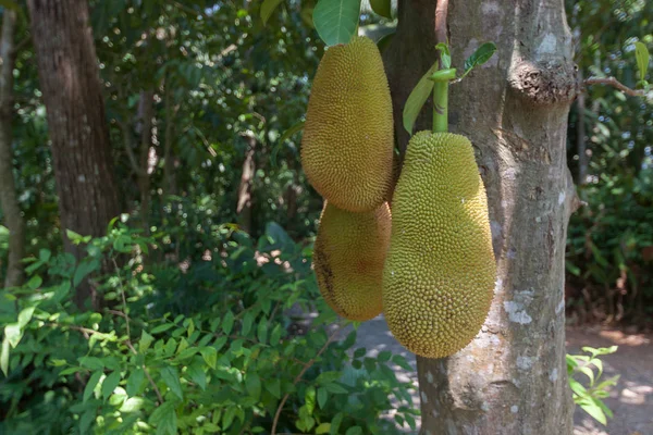 Jack meyve ağacı üzerinde .