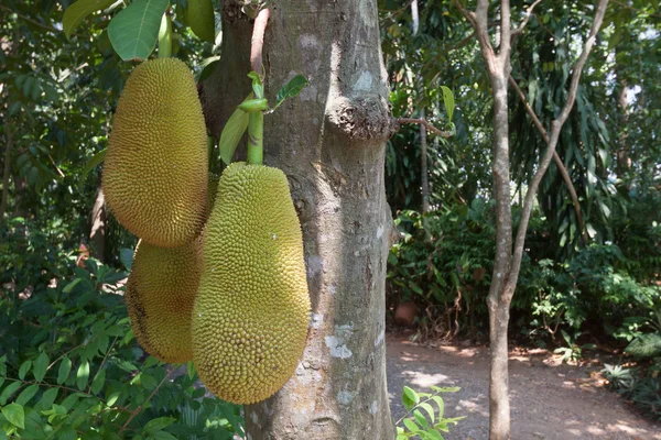 Jack meyve ağacı üzerinde .