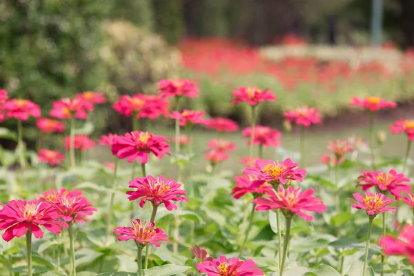 Mooie gerbera bloem in de tuin. — Stockfoto