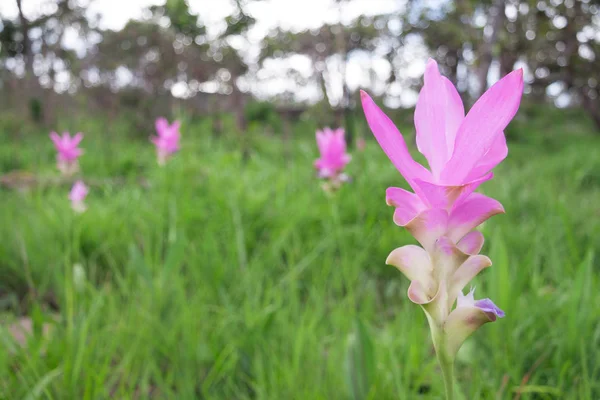 Siam Lale (Curcuma alismatifolia) 