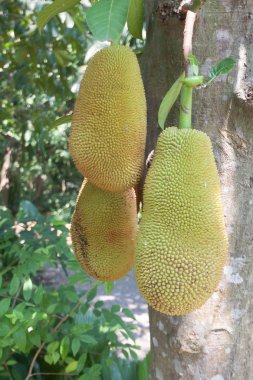 Jack meyve ağacı üzerinde .