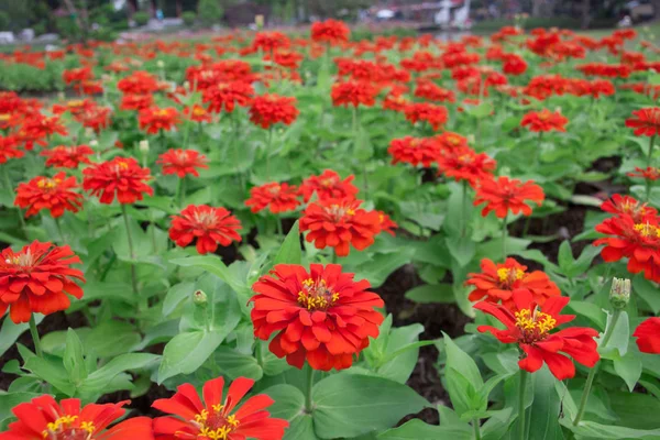 Gyönyörű gerbera virág a kertben. — Stock Fotó