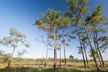 Mavi gökyüzü ile çam.