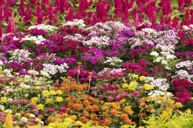 Bahçede bir sürü Gerbera çiçeği.
