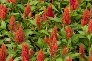 Bahçede açan portakal çiçekleri, (Celosia çiçeği veya horoz tarağı)