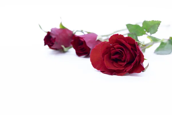Красивая красная роза изолированы на белом фоне. — стоковое фото