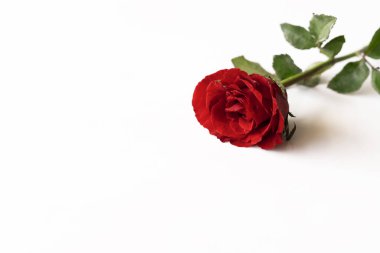 Beyaz arkaplanda izole edilmiş güzel kırmızı gül.