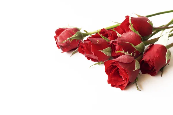 Красивая красная роза изолированы на белом фоне. — стоковое фото