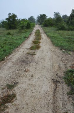 Ormandaki çiftliğe giden yol.