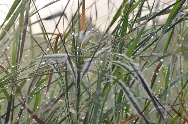 朝早くに水が落ちる新緑の草 — ストック写真