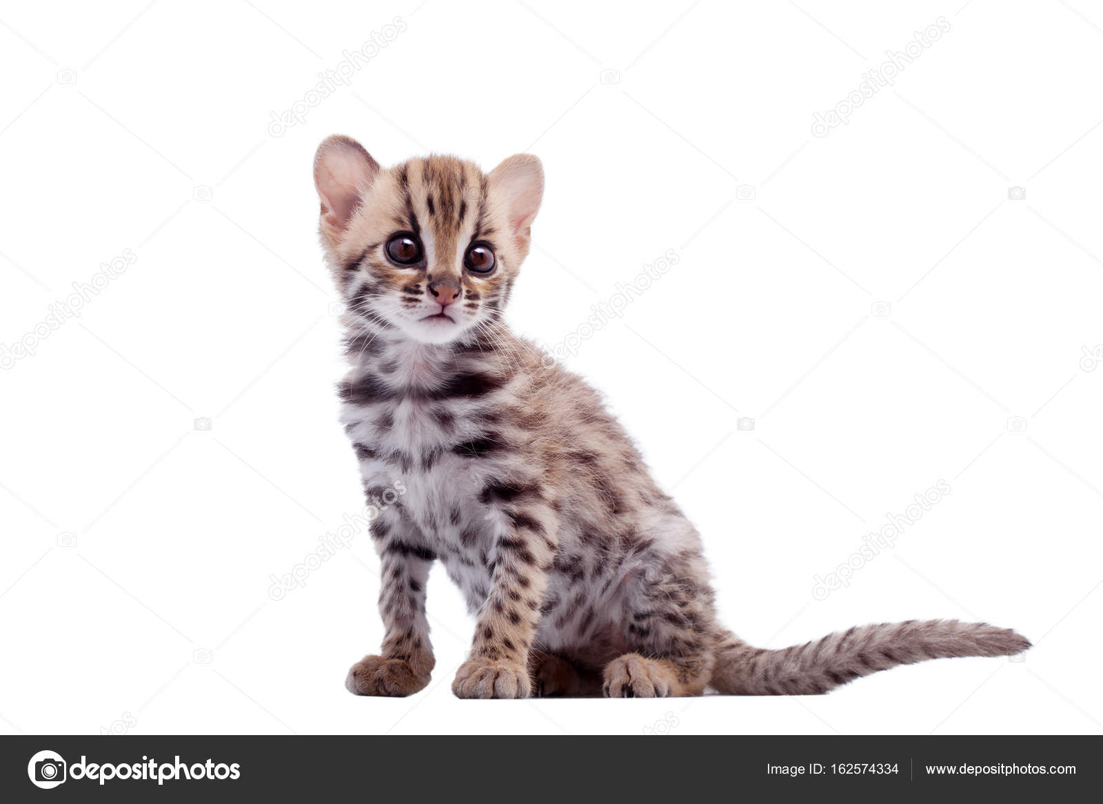 Die asiatische Leopardenkatze auf weiß - Stockfotografie: lizenzfreie