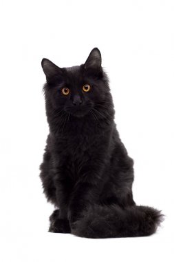 Beyaz üzerine siyah Maine Coon kedi