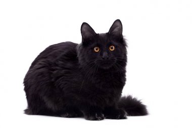 Beyaz üzerine siyah Maine Coon kedi
